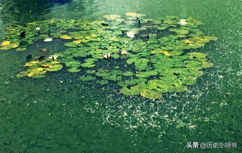 青草池塘处处蛙的上一句（青草池塘处处蛙是哪首诗）