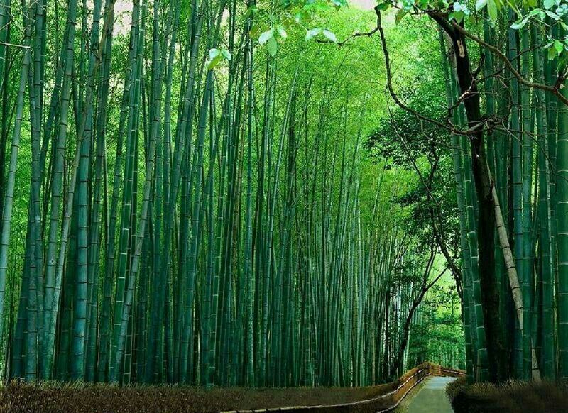 竹子的拼音（竹子的拼音怎么读）