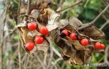 此物最相思的上一句是什么（此物最相思下一句）