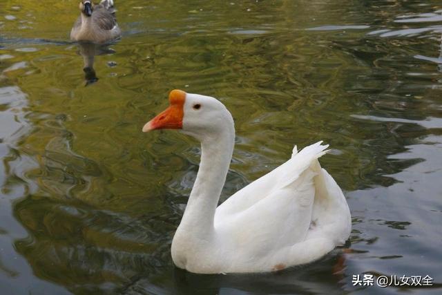儿童唐诗三百首大全（儿童唐诗三百首大全幼儿园）