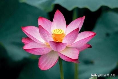 赞美荷花的优美句子（描写荷花的句子）