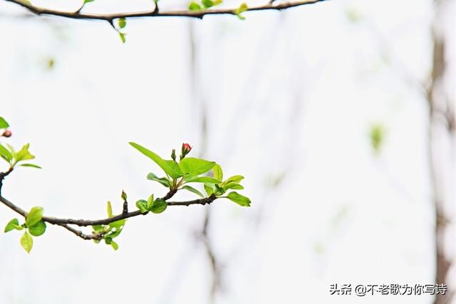 描写春的诗句（描写春的诗句有哪些）