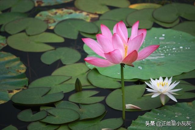 夏天的古诗有哪些（夏天的古诗有哪些40首）