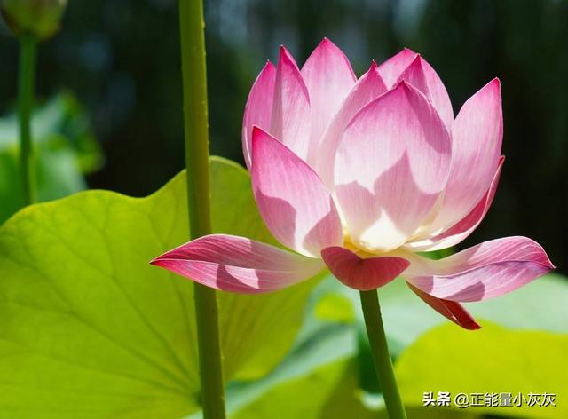 夏天的古诗大全（夏天的古诗有哪些40首）