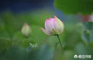 树阴照水爱晴柔（树阴照水爱晴柔的晴柔是指什么）