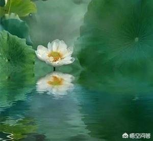 荷花图片大全（荷花图片大全真实）