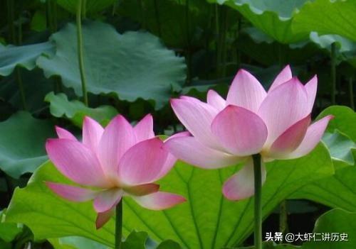 描写夏天的词语（描写夏天的词语绿树成荫）
