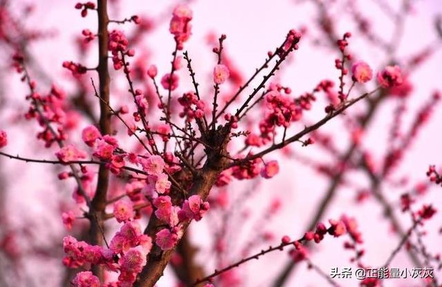 关于梅花的诗句古诗（关于梅花的诗句古诗小学）