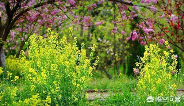 春天为主题的诗_春天为主题的诗不少于十行