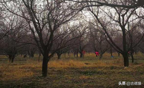 春日古诗全文注音版_春日古诗拼音版视频