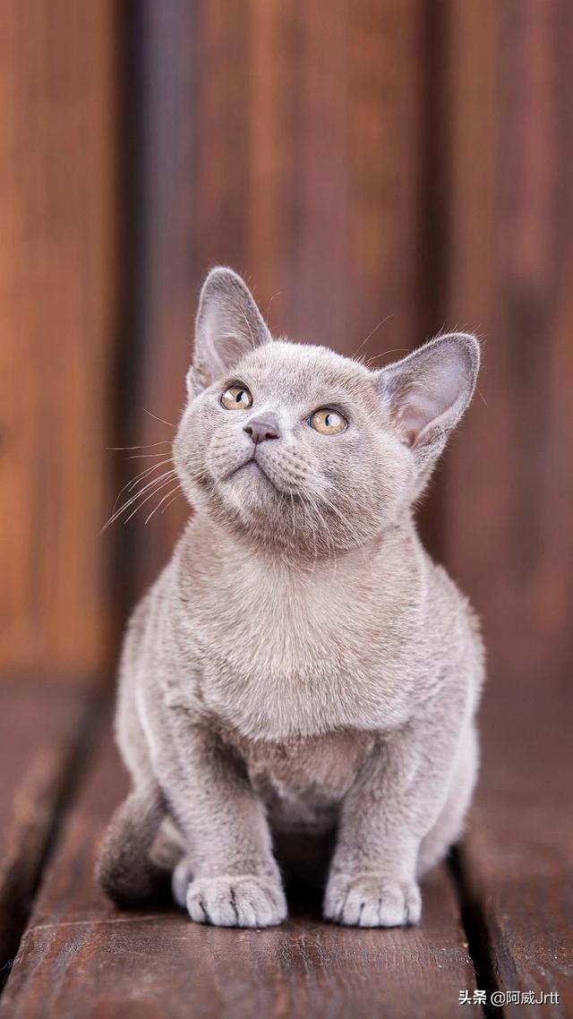 智能写诗词生成器(诗词生成器 为你写诗)