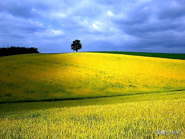 早春呈水部张十八员外的翻译