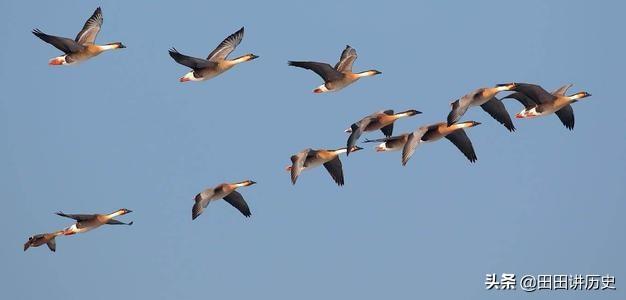 大雁的诗句_大雁的诗句有哪些