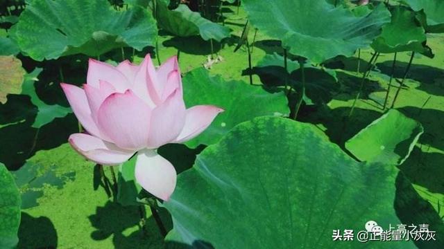 关于莲花的诗句有哪些_莲花最火的一句