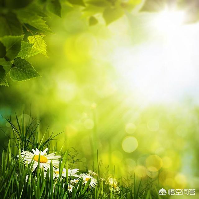 春天现代诗_春天现代诗10首短冰心