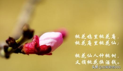 关于桃花的古诗全首（关于桃花的古诗大全300首）